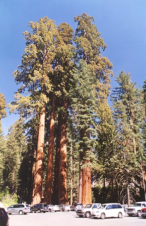 Sequoia 041.jpg